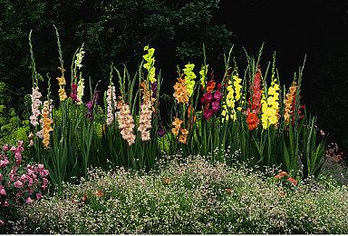 官宣！《女神异闻录5：皇家版》等三款游戏登陆Switch